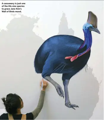  ??  ?? A cassowary is just one of the life-size species to grace Jane Kim’s Wall of Birds mural.