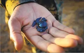  ??  ?? At a ceremony, drill instructor­s, one by one, handed each man his Eagle, Globe and Anchor pin. After this, they will no longer be called recruits, but Marines.