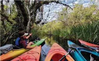  ?? Selina Kok / Washington Post ?? Naturalist and kayak guide Meg Chamberlai­n points out the many bromeliads found along Turner River in the Big Cypress National Preserve, adjacent to Everglades National Park.