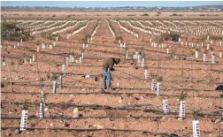  ??  ?? A worker plugs holes in an irrigation line in a field of young pistachio trees at the farm of Peacock Nuts Co. in Kingman. MARK HENLE/THE REPUBLIC