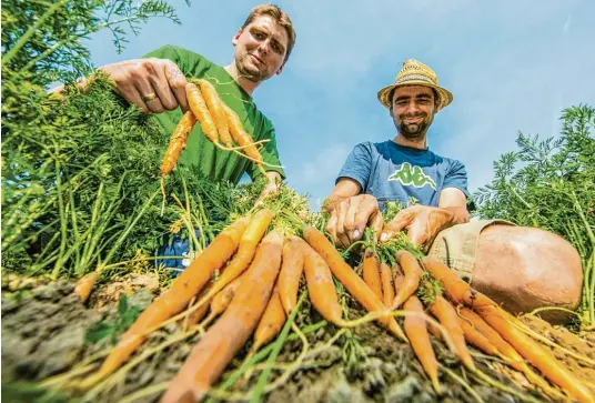  ??  ?? Frisch vom Feld: Auf dem Hof von Johannes, 32, und Florian, 29, Pfänder in Schwabmünc­hen werden unter anderem Karotten angebaut. Die Möhren machen auf dem Pfänderhof den größten Anteil aus.