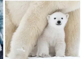  ??  ?? Above: a polar bear cub in Wapusk National Park, Churchill, Canada. Cubs will stay with their mothers for about two years.