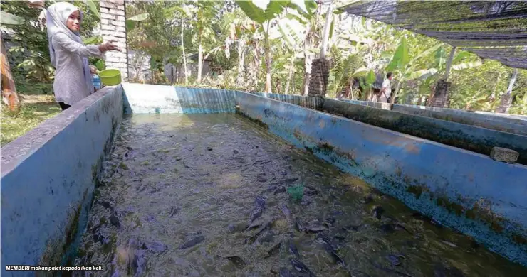  ??  ?? MEMBERI makan palet kepada ikan keli.