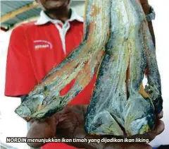  ??  ?? NORDIN menunjukka­n ikan timah yang dijadikan ikan liking.