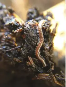  ??  ?? Healthy compost has many helpers, such as microorgan­isms, fungi, nematodes, bugs and millipedes.