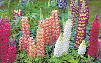  ?? FOTO: MARION NICKIG/DPA ?? Die Vielblättr­ige Lupine wird wegen ihrer Farben bei Hobbygärtn­ern sehr geschätzt.