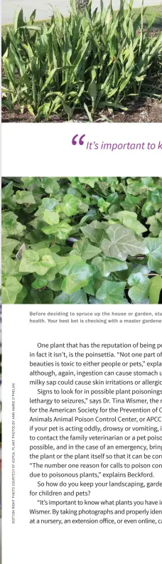  ??  ?? Before deciding to spruce up the house or garden, study what plants may be easy on the eye but bad for our health. Your best bet is checking with a master gardener , a county agricultur­e agent or a certified landscaper .