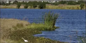  ?? AP FILE ?? An egret looks for food along Valhalla Pond in Riverview, Fla., on Dec. 11, 2018.