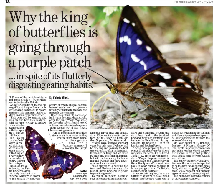  ??  ?? The Purple Emperor and, top, how it feeds RARE: