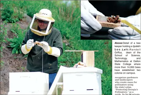  ??  ?? Above: Detail of a bee keeper holding a
Left: Randall Griffus, dean of the School of Science, Technology, and Mathematic­s at Dalton State College where more than 14,000 bees have establishe­d two colonie on campus.