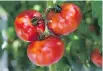  ?? DARIO AYALA/MONTREAL GAZETTE ?? Greenhouse tomatoes are particular­ly plentiful now.