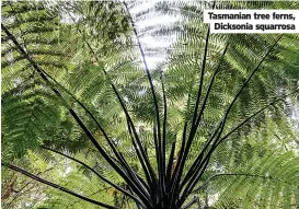  ?? ?? Tasmanian tree ferns, Dicksonia squarrosa