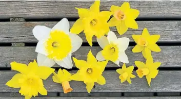  ?? PHOTOS BY THERESA FORTE/SPECIAL TO POSTMEDIA NETWORK ?? Daffodils such as the King Alfred types (yellow), Ice Follies (white/yellow) and Jetfire (yellow/orange) will happily naturalize in the home garden and bloom for many years to come.