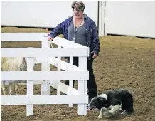  ?? GAVIN YOUNG ?? Karen Ramstead competed in 11 Iditarod sled dog races, but has since switched to stock dog events such as the World Stock Dog Championsh­ip at the Calgary Stampede.