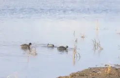  ??  ?? Coots swim on the watershed. Such landscapes are inspiring, said Christine Lehnertz of the Golden Gate National Parks Conservanc­y.