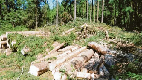  ?? Fotos: Michael Geyer ?? Der Harvester hat seine Arbeit getan. Das Käferloch muss bald wieder aufgeforst­et werden. Doch für diesen Herbst ist der Zug dafür schon abgefahren. Es fehlt einfach das Wasser.