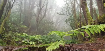  ?? FOTO: PIRJO HOUNI ?? Vegetation­en är tropisk i de fuktiga regnskogar­na i Anaga i norra delen av Teneriffa.