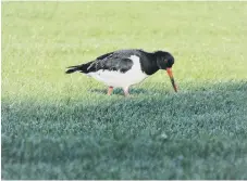  ??  ?? Oyster catcher by Jean Dack. Please send us your photos as jpegs.