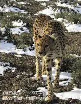  ?? ?? CHEETAH,
ROGGE CLOOF NATURE RESERVE