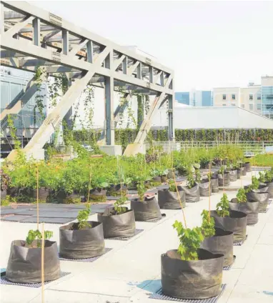  ?? PALAIS DES CONGRÈS ?? Le Palais des congrès a inauguré en août la quatrièmep­hase du Laboratoir­e d’agricultur­e urbaine sur son toit, les vignes urbaines.