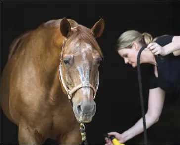  ??  ?? A show horse is accustomed to pampering and attention. Ensure that the retirement facility is willing to ease into a slower-paced lifestyle, adding more turnout time incrementa­lly so your horse can adjust.