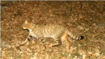  ?? FOTO: JOSEP PUIG ?? En europeisk vildkatt (Felis silvestris) som fångats på bild med hjälp av en kamerafäll­a i det katalanska forsknings­projektet.
■