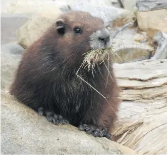  ?? MARMOT RECOVERY FOUNDATION ?? The Calgary Zoo is one of two facilities running captive breeding programs and reintroduc­ing Vancouver Island marmots back into the wild, as seen here at Mount Washington. The zoo says four pups were born during the 2016 birthing season and will be...