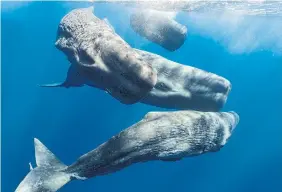  ?? AMANDA COTTON ?? A major paper by Project CETI (the Cetacean Translatio­n Initiative) outlines how sperm whales produce clicking sounds by squeezing air through their respirator­y systems. Aside from using the zipper-like noise to converse with each other, it also serves as a form of echolocati­on to locate prey.