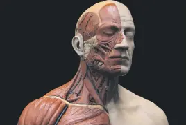  ??  ?? RESEARCH. Frontal view of a 3D rendering of a human head and torso with muscular structure on black background.