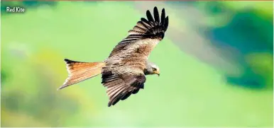  ??  ?? Red Kite