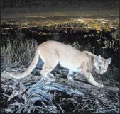  ?? The Associated Press file ?? A 2016 photo of a mountain lion in Los Angeles County. A mountain lion attacked a 5-year-old boy in Northern California on Tuesday. The search for the animal was called off Friday.