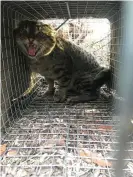  ?? Photograph: Pat Hodgens/Kangaroo Island Land for Wildlife ?? Feral cats pose a threat to the endangered Kangaroo Island dunnart and other small mammals and birds.