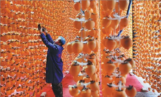  ?? TAO MING / XINHUA ?? A villager in Fuping county, Shaanxi province, cleans persimmons to be processed into dry snacks. The industry has boosted local people’s incomes and helped 2,400 registered impoverish­ed households shake off poverty.