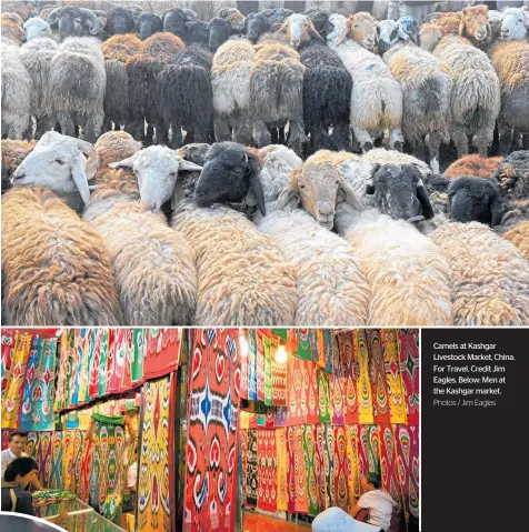  ?? Photos / Jim Eagles ?? Camels at Kashgar Livestock Market, China. For Travel. Credit Jim Eagles. Below: Men at the Kashgar market.