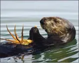  ?? JACQUELINE DEELY — UC DAVIS ?? A southern sea otter eats a crab, which can bioaccumul­ate domoic acid.