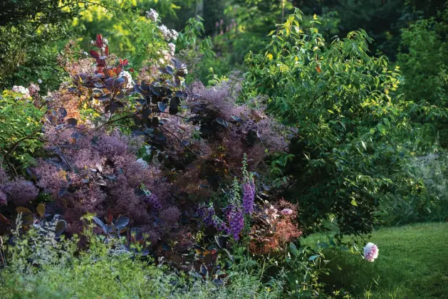  ??  ?? Opposite, top The sheltered Gravel Garden includes Melianthus major with its greygreen pinnate leaves, the crimson flowerhead­s of Knautia macedonica and bold clumps of golden-yellow Allium flavum. The grass Stipa tenuissima selfseeds happily and must be controlled.
Opposite, bottom Against a backdrop of clipped box and columns of mature cypress, the ever-enlarging beds in the Swimming Pool Garden are filled with lavender and the deep-purple Salvia x sylvestris ‘Mainacht’, which contrasts with zingy, yellow Achillea ‘Moonshine’ and the pale daisies of Cephalaria gigantea, waving on their wiry stems.
Above Roses in the Dell Walk include Rosa ‘The Garland’, its pretty, soft pink echoed by the flouncy pompoms of Paeonia lactiflora ‘Festiva Maxima’. The purple-leaved smoke bush, Cotinus ‘Grace’ forms a harmonious link between the two, enlivened by violet foxgloves.