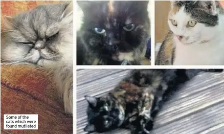  ??  ?? Some of the cats which were found mutilated