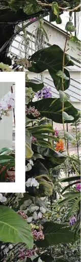  ??  ?? IL MISTERO DELLE ESOTICHE
La serra Princess of Wales al Festival delle Orchidee dei Royal Botanic Gardens di Kew, a Londra. Di questi fiori, dai meno appariscen­ti a quelli spettacola­ri che crescono nei climi caldi, si contano più di 28mila specie.
In alto. Le Phalaenops­is, note anche come orchidee Farfalla o Falena.