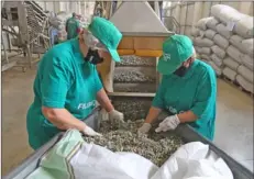  ??  ?? Two female workers clean medicinal herb sage.