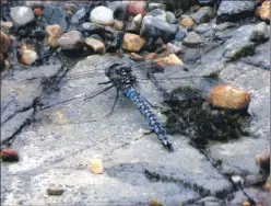  ??  ?? An azure hawker has been seen in Lochaber.