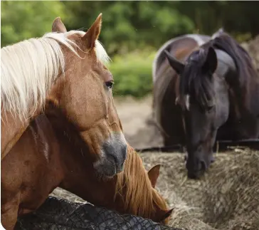  ??  ?? When you feed horses in a group, the risk is that dominant animals may aggressive­ly drive others away from food (top), and subordinat­e animals may wind up not eating as much as others (bottom).