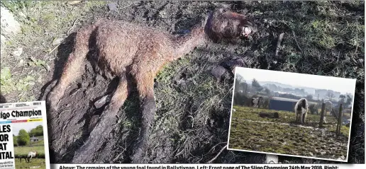  ??  ?? Above: The remains of the young foal found in Ballytivna­n. Left: Front pagege of The Sligo Champion 24th May 2016. Right: The muddy field where more horses are currently being left to fend for themselves.