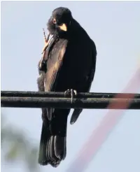 ??  ?? ●» A blackbird scratches its ear