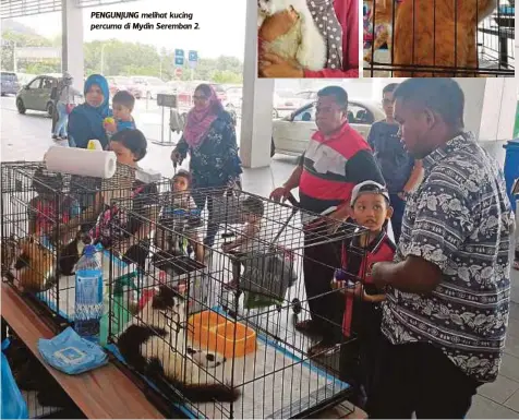  ??  ?? PENGUNJUNG melihat kucing percuma di Mydin Seremban 2.