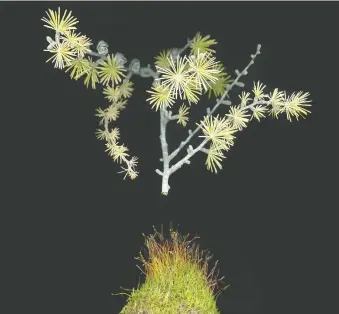  ??  ?? Larix Laricina by Julya Hajnoczky. An exhibition of Hajnoczky’s work, titled at the last judgment we will all be trees, will be displayed as part of Exposure at Christine Klassen Gallery starting on Saturday.