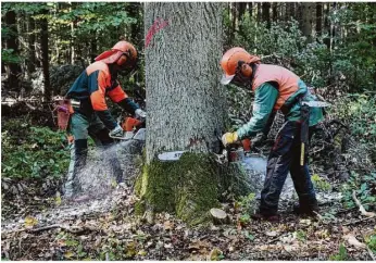  ?? Foto: Archiv ?? Aktuell ist Holz in der Wirtschaft ein sehr begehrter Rohstoff. Das Bild zeigt eine Baumfällun­g im Giengener Stadtwald.