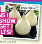  ??  ?? Onion 'Kelsae'