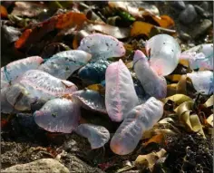  ??  ?? Beached Portuguese man o’ war jellyfish.