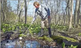  ?? PETER HVIZDAK — NEW HAVEN REGISTER FILE PHOTO ?? Jonathon Currier, an employee of All Habitat Services LLC of Branford, scoops water from a rain pool in a flooded swam at Eisenhower Park in Milford in April, looking for mosquito larvae and pupae.