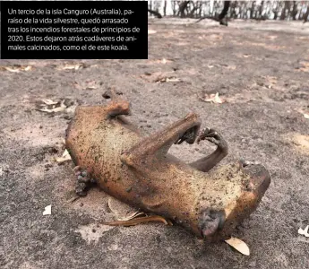  ??  ?? Un tercio de la isla Canguro (Australia), paraíso de la vida silvestre, quedó arrasado tras los incendios forestales de principios de 2020. Estos dejaron atrás cadáveres de animales calcinados, como el de este koala.